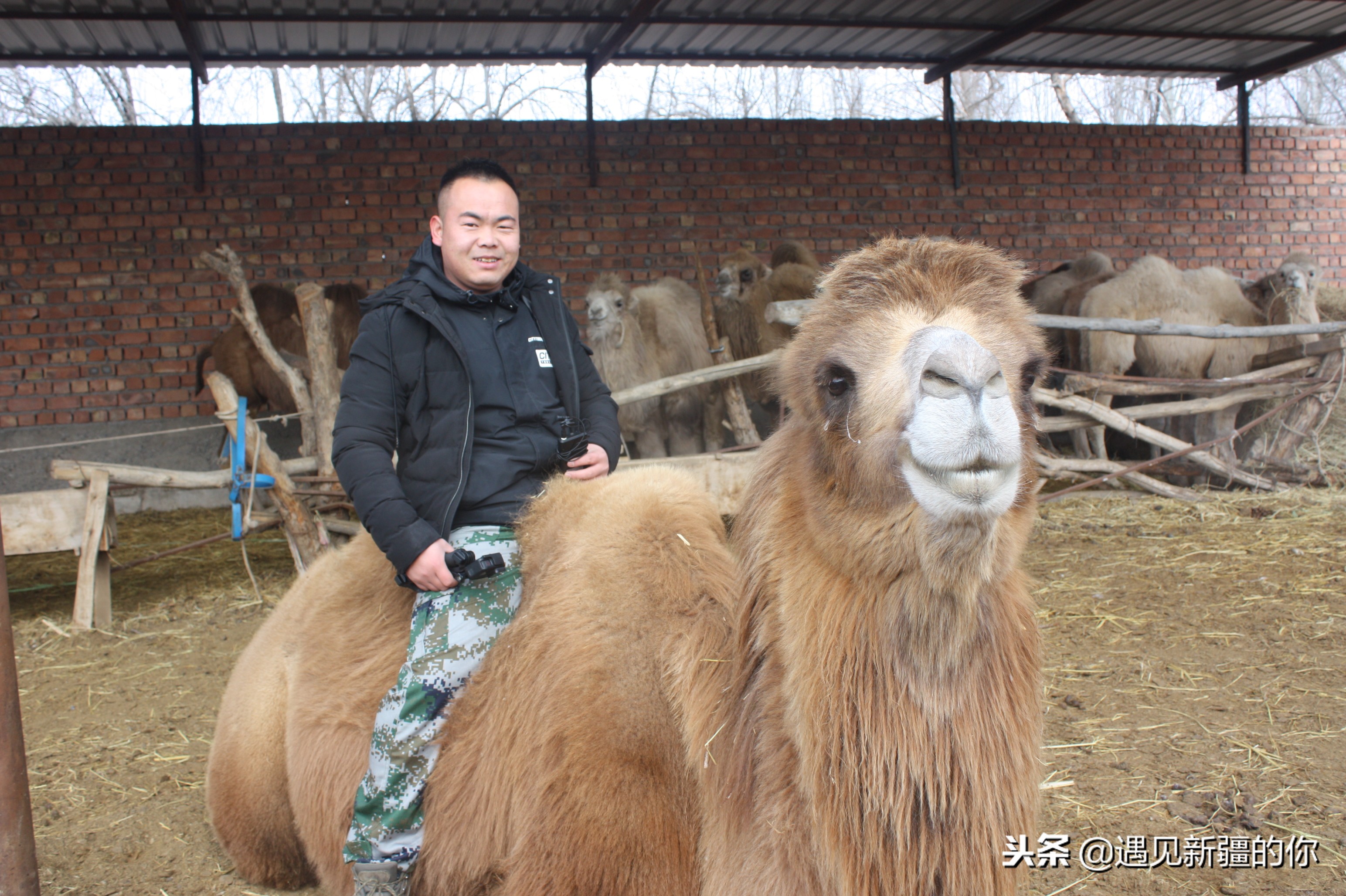 柯坪县的“沙漠之舟”真牛！大家喝了她的奶就知道啦