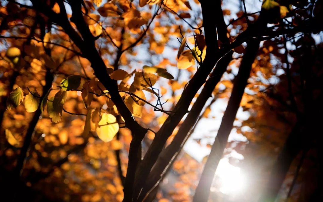 央视经典的十六首经典背景音乐,央视常用的16首经典背景音乐