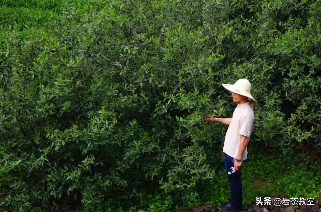 山场主人岩茶,山场主人