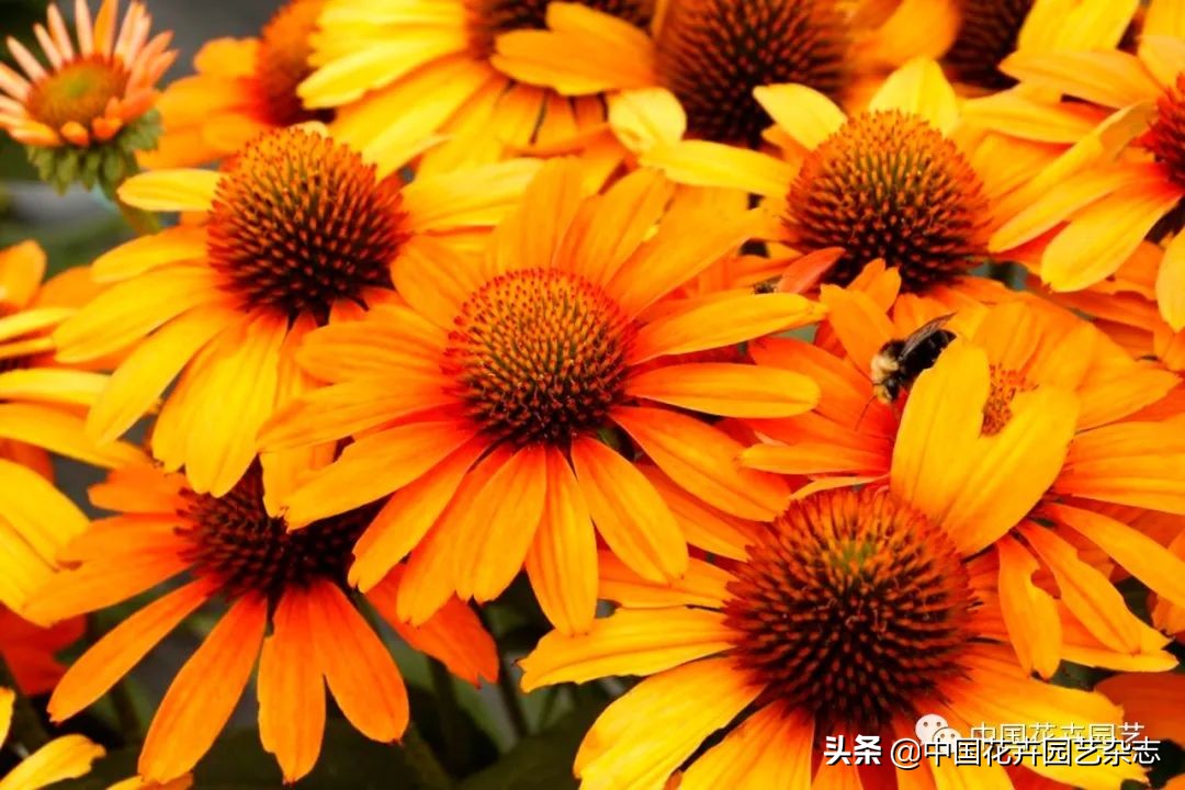 全球知名育种商网上推新品——TerraNova、ProvenWinners|环球