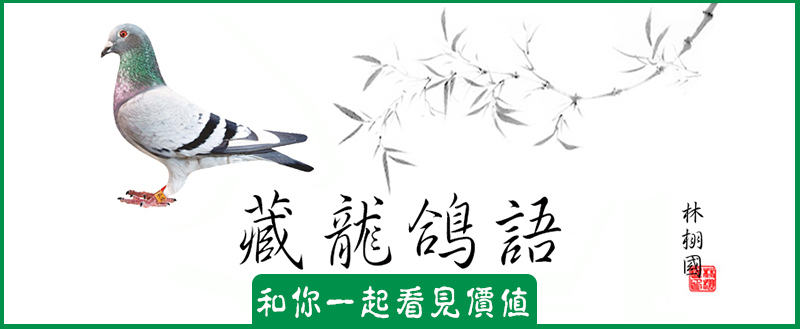 幼鸽育雏管理,幼鸽管理