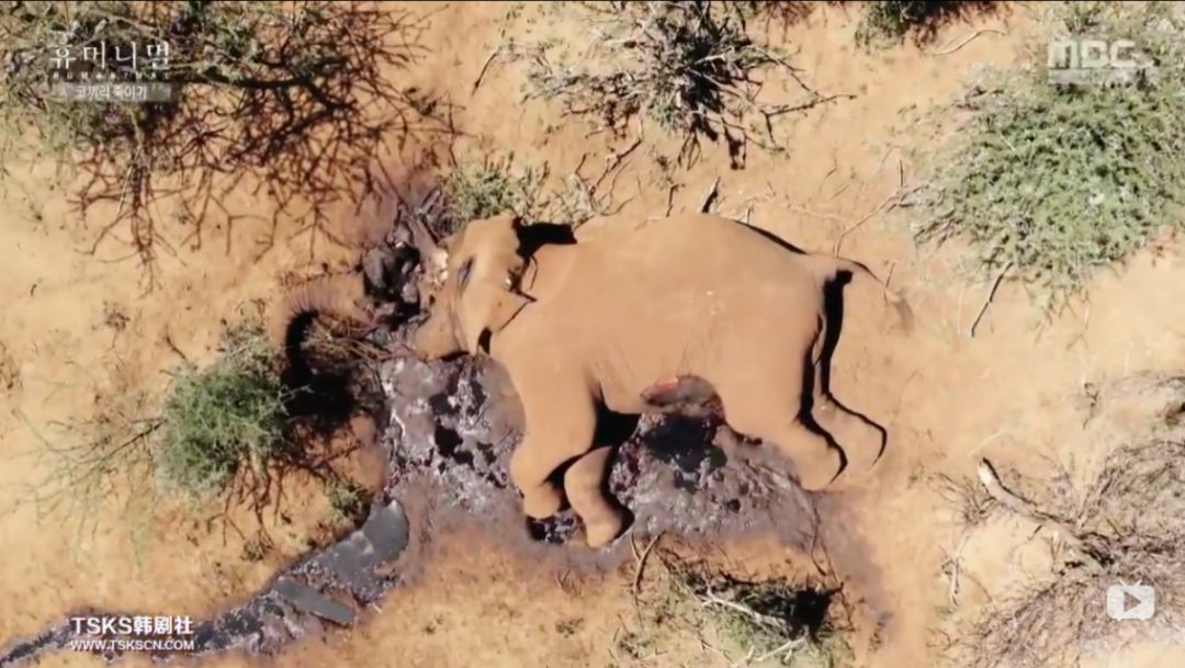 韩国寄生虫深度解析,寄生虫韩国结局