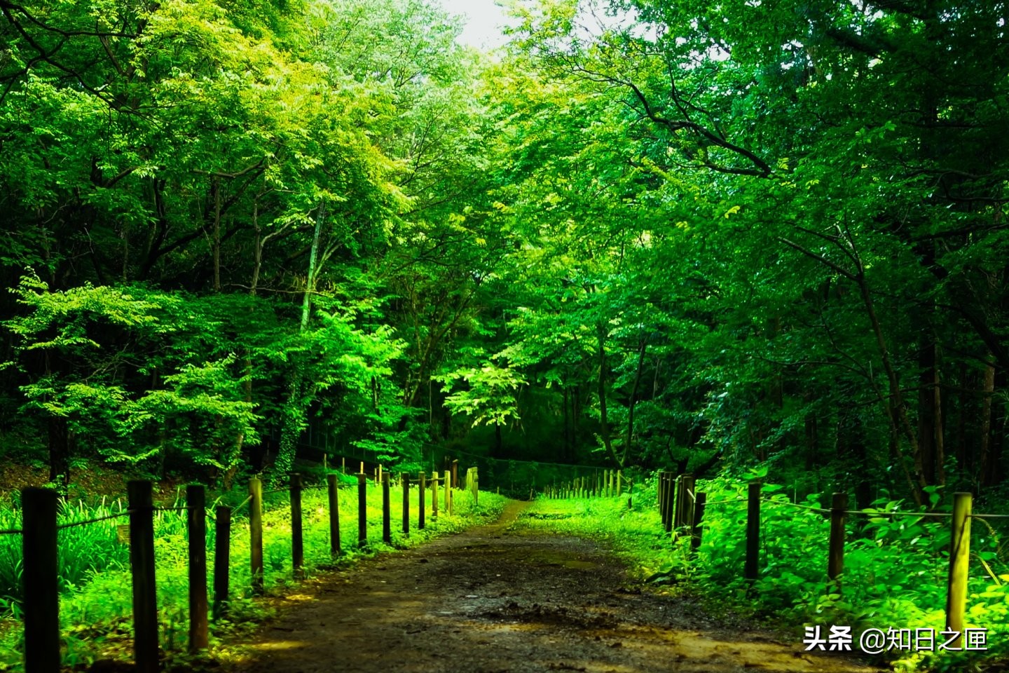 龙猫在日本的什么地方 (萤火之森和龙猫)