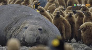 炸裂9.9,BBC再出神片,美得让人脸红