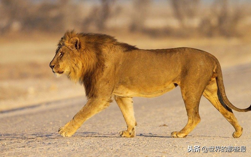 非洲河马的攻击力有多强？三头狮子都不是它的对手？