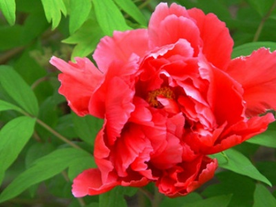 牡丹海棠的养殖方法和注意事项,牡丹盆栽养殖方法和注意事项