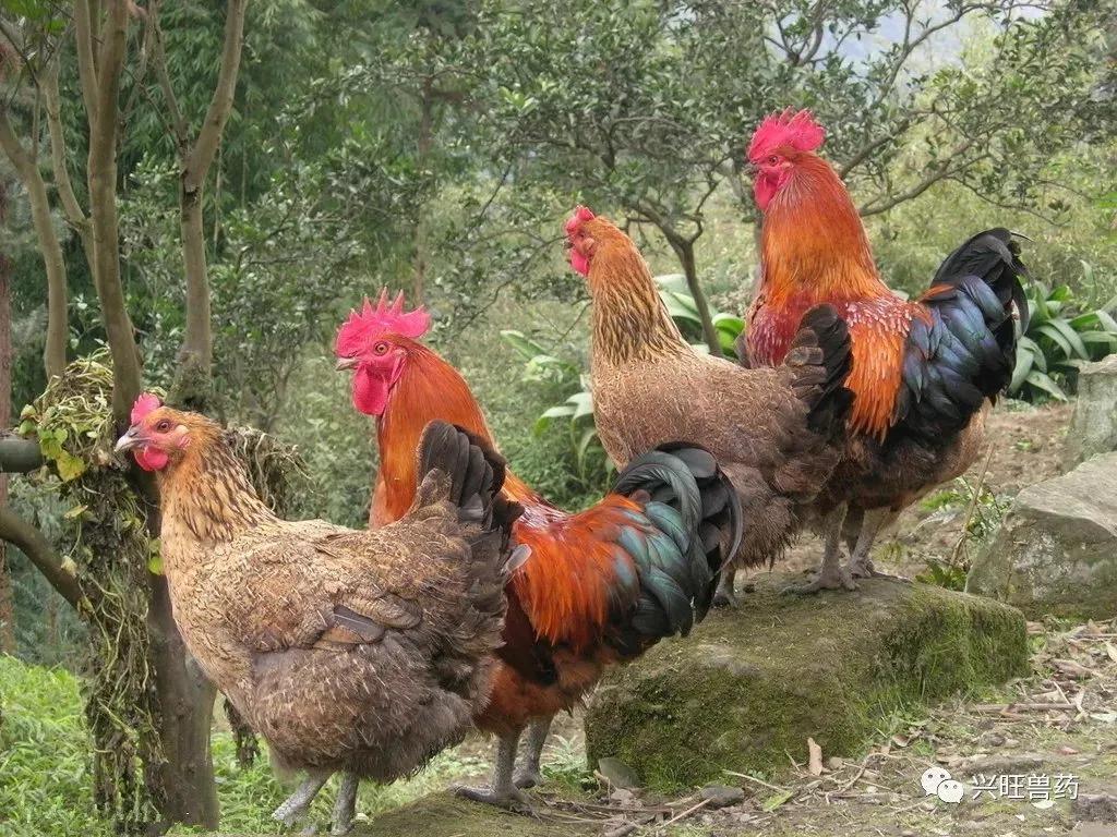 创业致富项目投资加盟,这10个投资小见效快的生意最靠谱