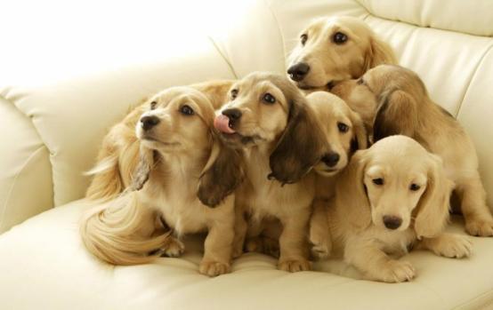 盘点狗狗的行为解说,狗狗常见的十大行为