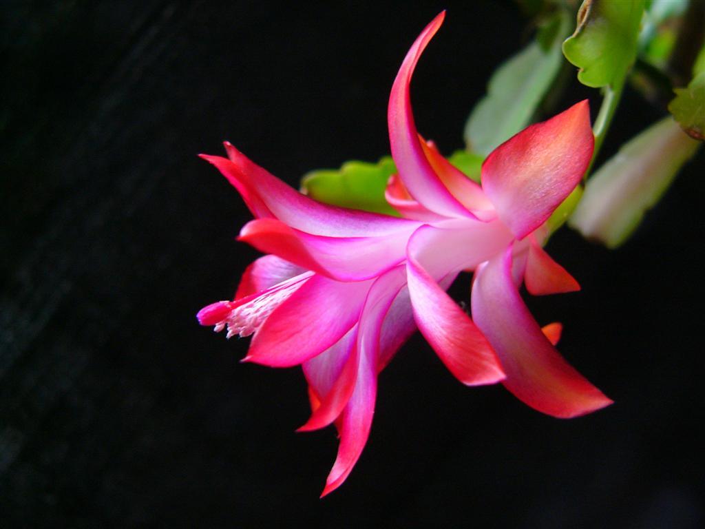 蟹爪兰如何养根才能不烂,蟹爪兰夏季烂根怎么救活