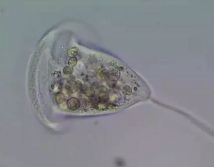 水产镜检虫图片,水产养殖常见虫类图