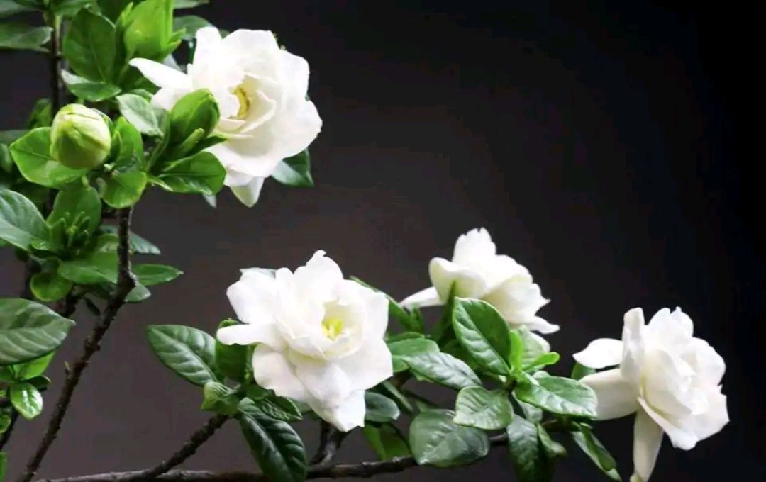 这8种花你不要乱浇水,新手种花品种推荐