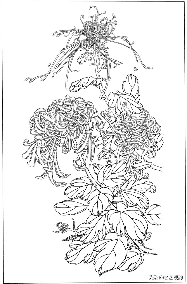 工笔画白描花卉图片大全,工笔画线描花卉菊花