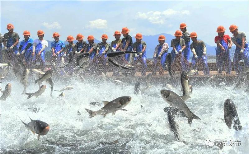 胖头鱼有一百多斤的吗,胖头鱼活蹦乱跳的视频