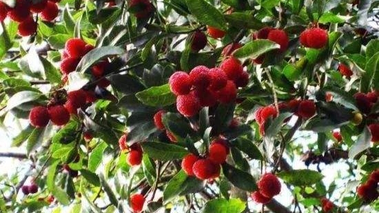 杨梅的清洗正确方法,杨梅正确清洗方法