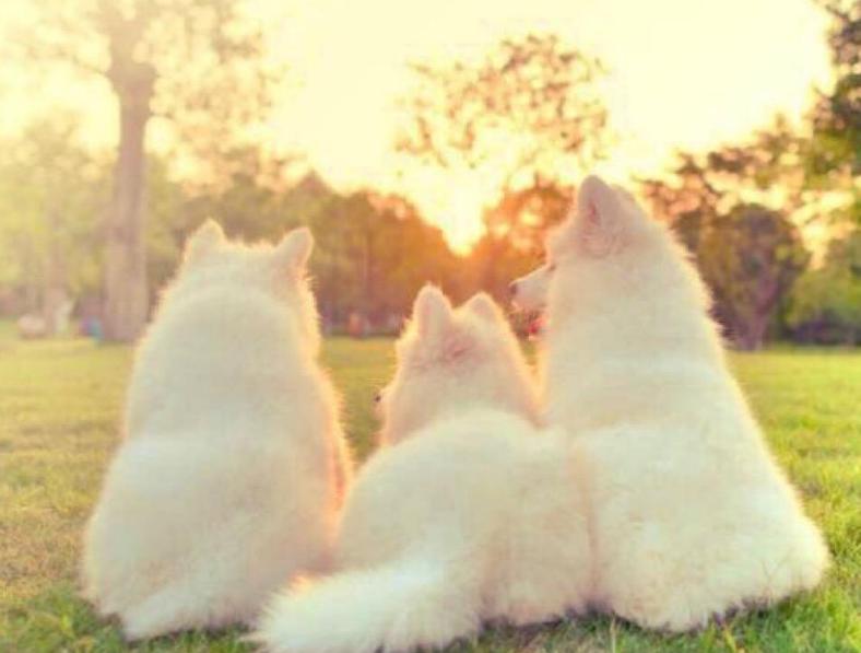 狗狗不容易生病排行榜,狗狗最萌十大排名视频