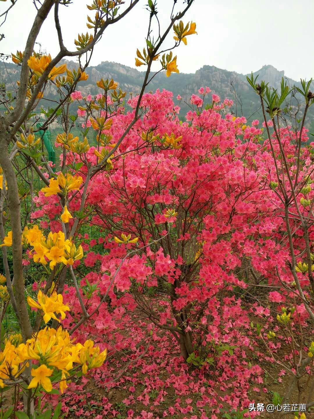 这里山景独美,这里怪石嶙峋