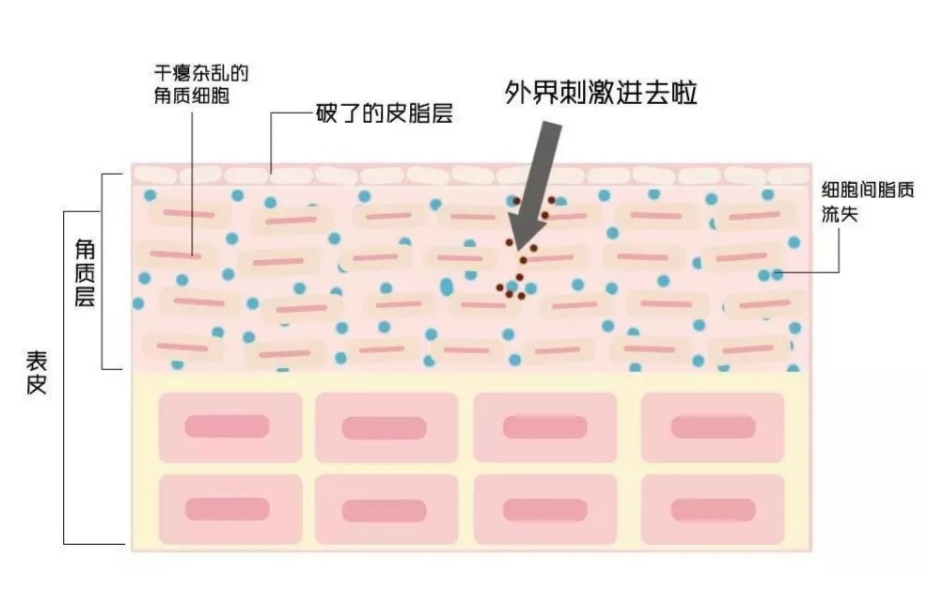去角质的正确使用方法和步骤,角质层薄用什么去角质比较好