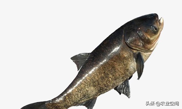 淡水鱼再加工能做什么,淡水鱼养殖项目有哪些