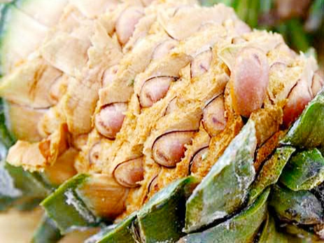 松树松子批发价多少钱一斤,今年白皮松子价格多少钱一斤