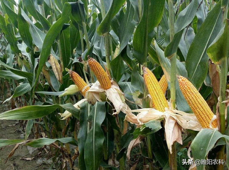 这个玉米棒子大、抗倒性好新品种，全国均可以种植