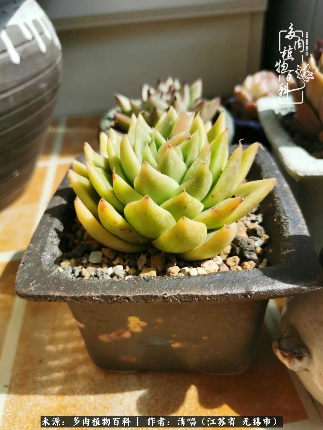 多肉植物百科好看又好养的多肉,喜欢多肉的朋友欢迎光临多肉园艺