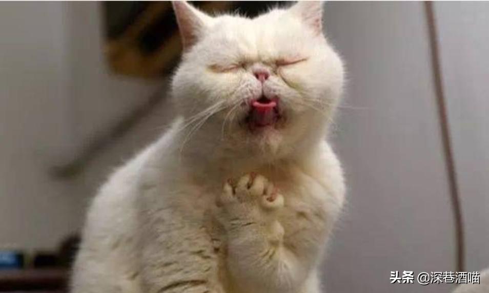 猫咪有这些行为证明你养猫真失败,猫咪骗局揭秘