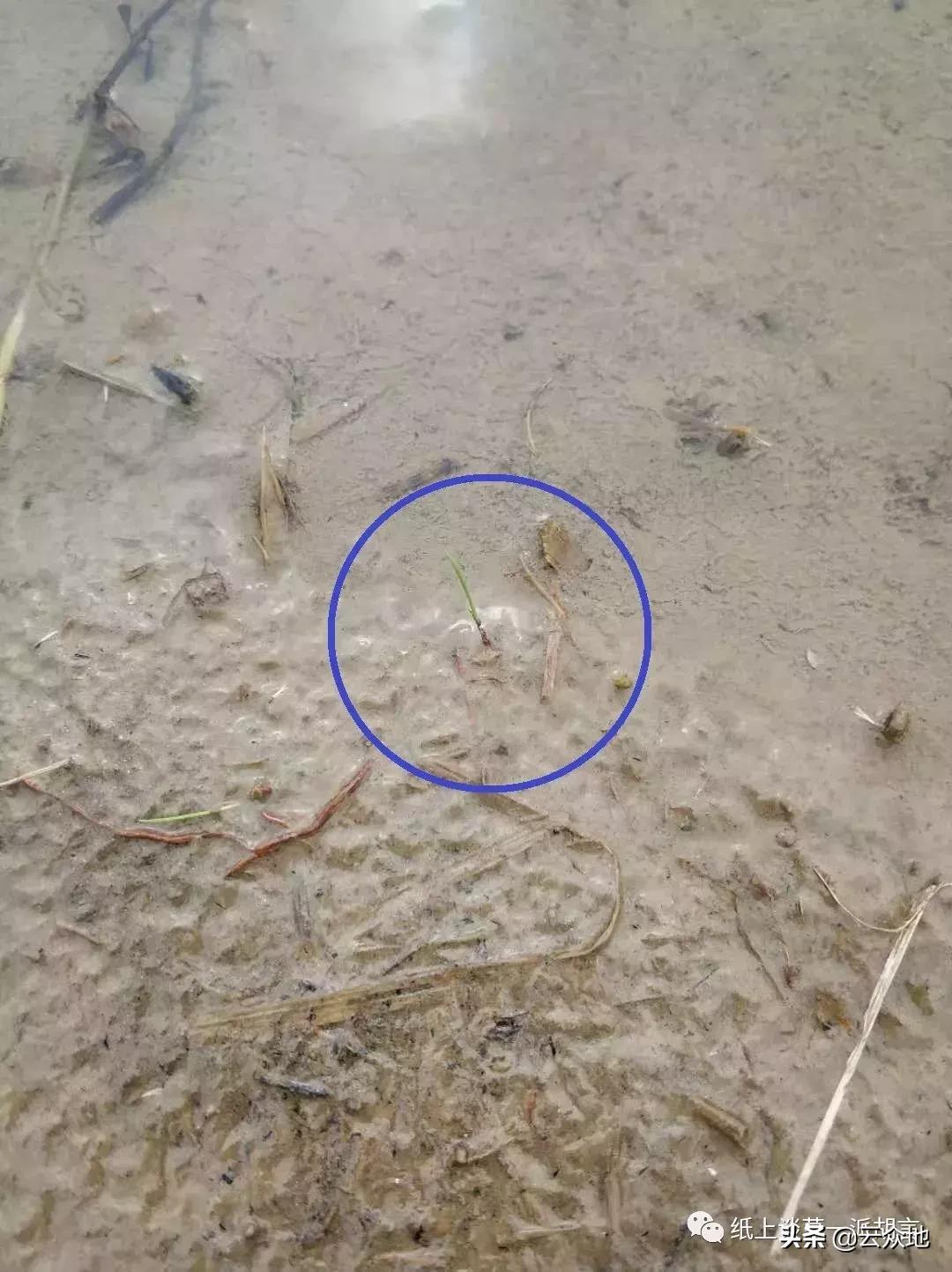 防除稗草,抗性稗草与普通稗草区别