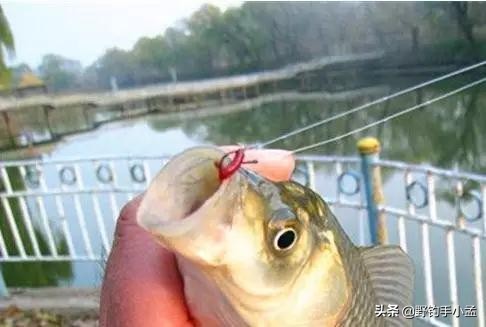 饵鱼太多不咬饵怎么解决,鱼吸饵不入嘴怎么办