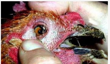 巴氏杆菌病引起的三种传染病,人感染巴氏杆菌病