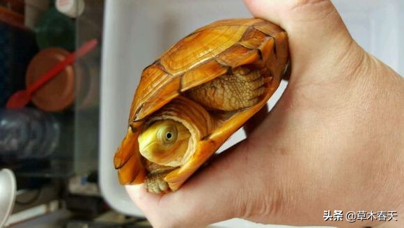 黄喉龟腐甲前期表现,养龟怎么预防腐皮烂甲