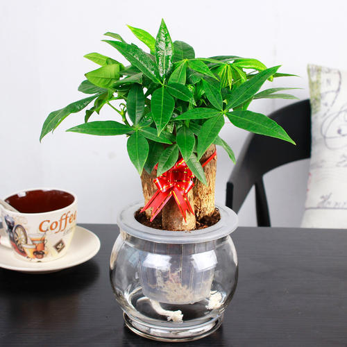 这3种花怕黄叶烂根,这些花不用浇水也能开花