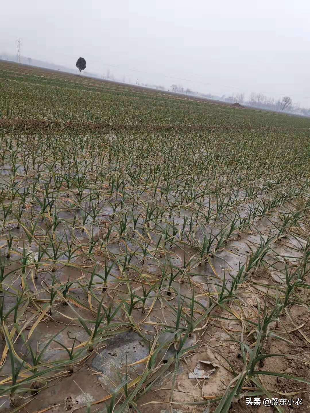 大蒜锈病的防治时间和方法大家知道吗？老蒜农分享自己的管理经验