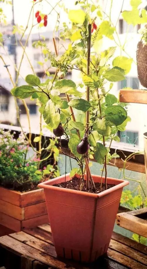 适合阳台盆栽的蔬菜混种搭档，通通收集在此