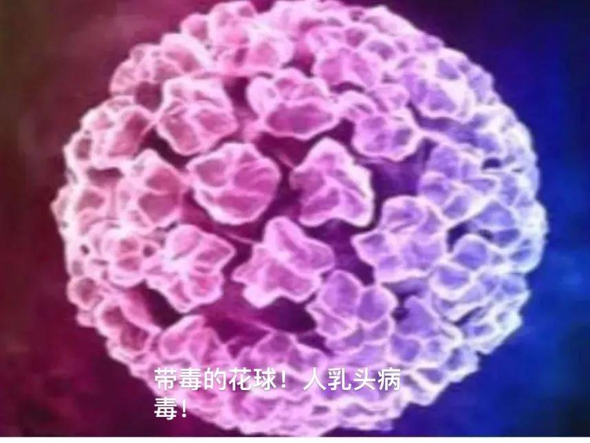 hpv每个女人都会经历么,hpv伤害性有多大