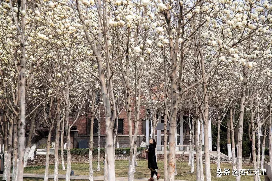 天津河北区桃花堤开了吗,天津看桃花的北运河桃花堤
