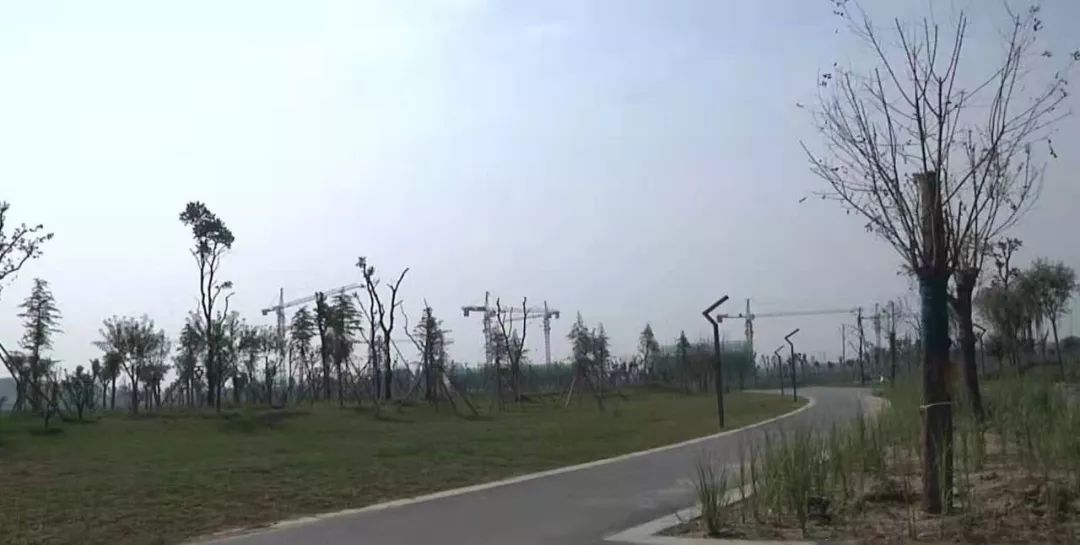 新乡南湖公园对比夏荷公园,新乡南湖公园优势