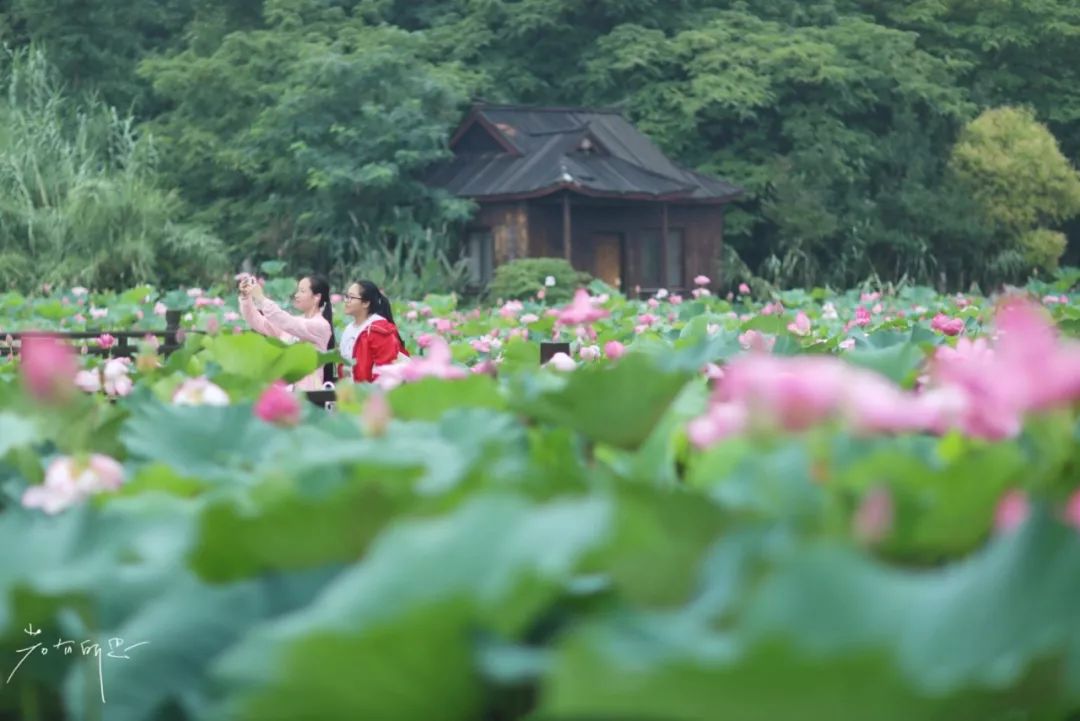 三月赏花一日游上海景点,本月上海赏花一日游最佳去处