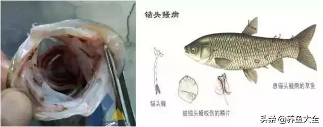 寄生虫多达6000条这种东西别乱吃,寄生虫的典型症状和表现