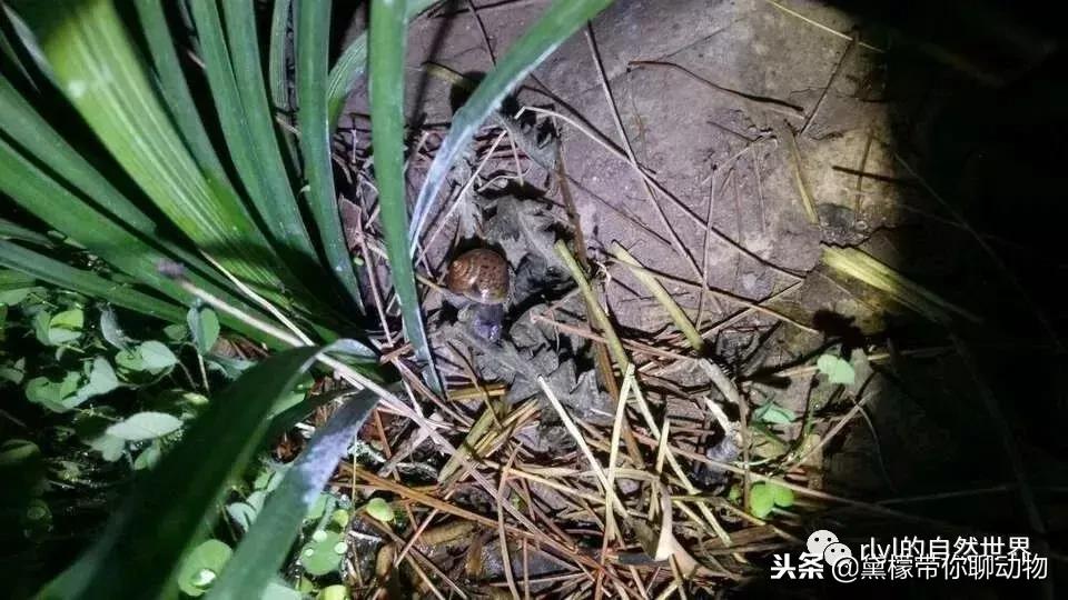 丛林造景黄缘龟池设计图大全,龟宝宝黄缘龟生态缸造景教程