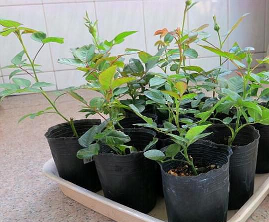 扦插月季花最好的办法,月季花怎样扦插才能提高成活