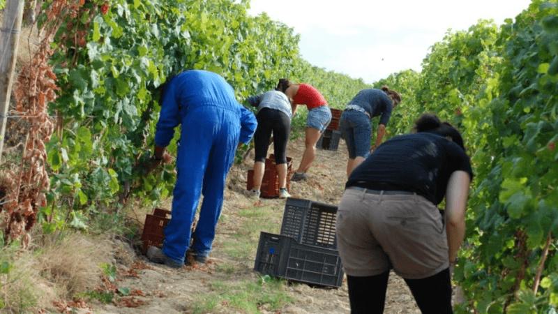 澳洲农场工作究竟有多累,澳洲背包客打工