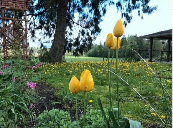 30岁中国女子买下70万平日本小岛,中国30岁女子买下70万平岛屿