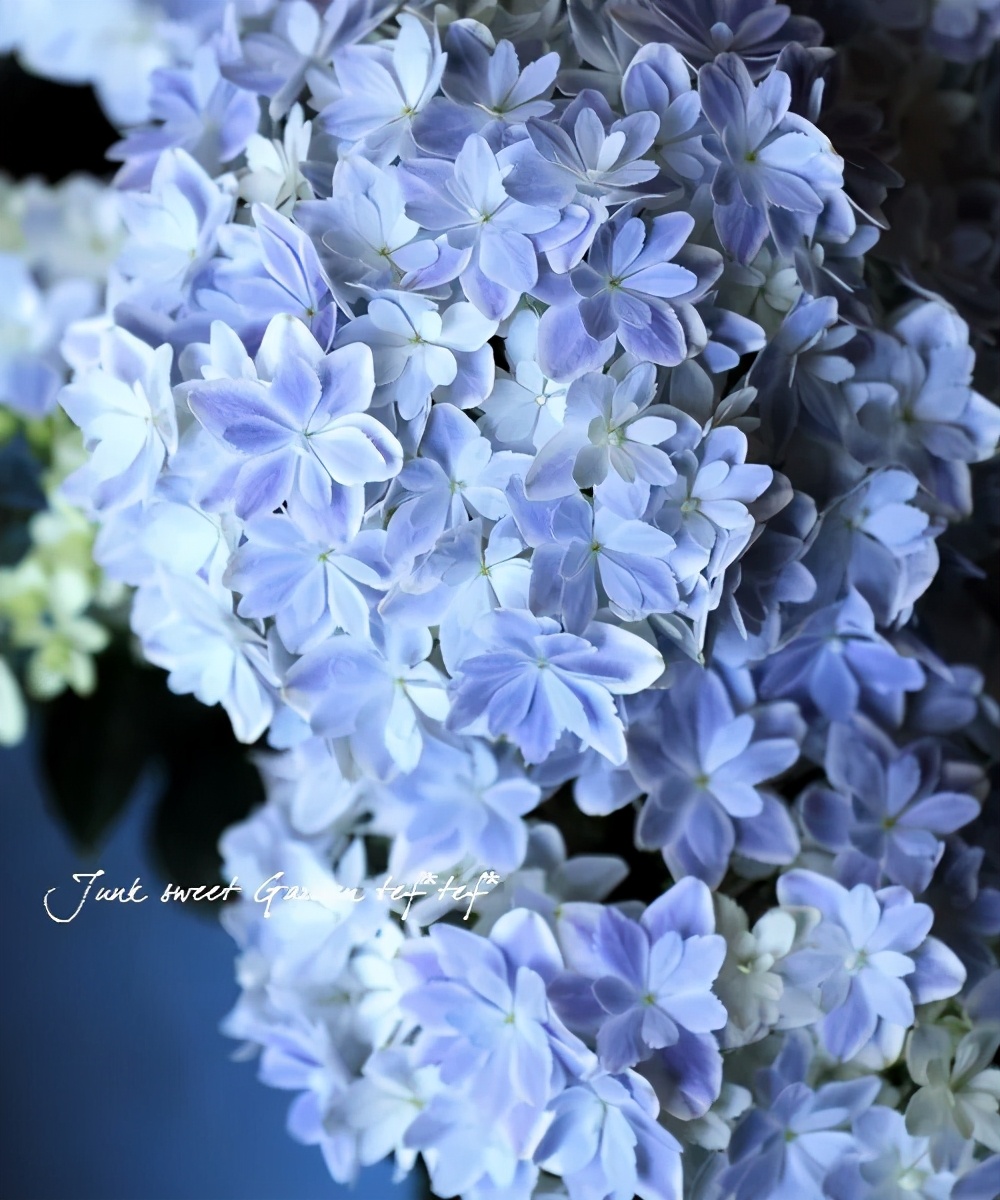 春季绣球叶子发皱怎么回事,夏季绣球老叶子都干枯怎么处理