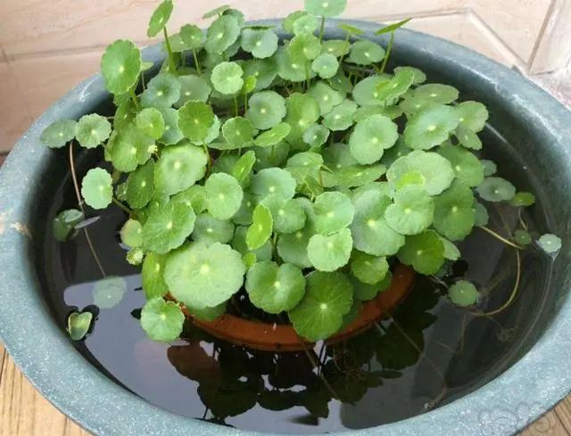 耐寒又好看的花期最好养的10种花,夏天到了5种花要少浇水