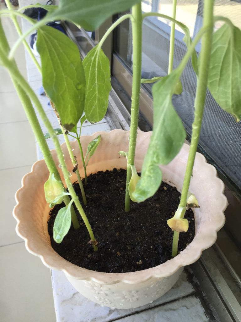 向日葵多头开花是什么原因,向日葵开花的表现