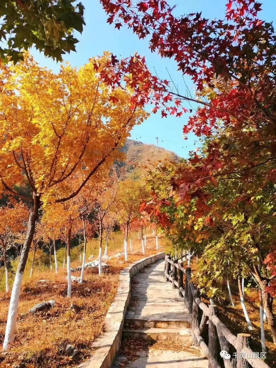 创森进行时丨立冬后，我把丰台的秋，收进了相册里