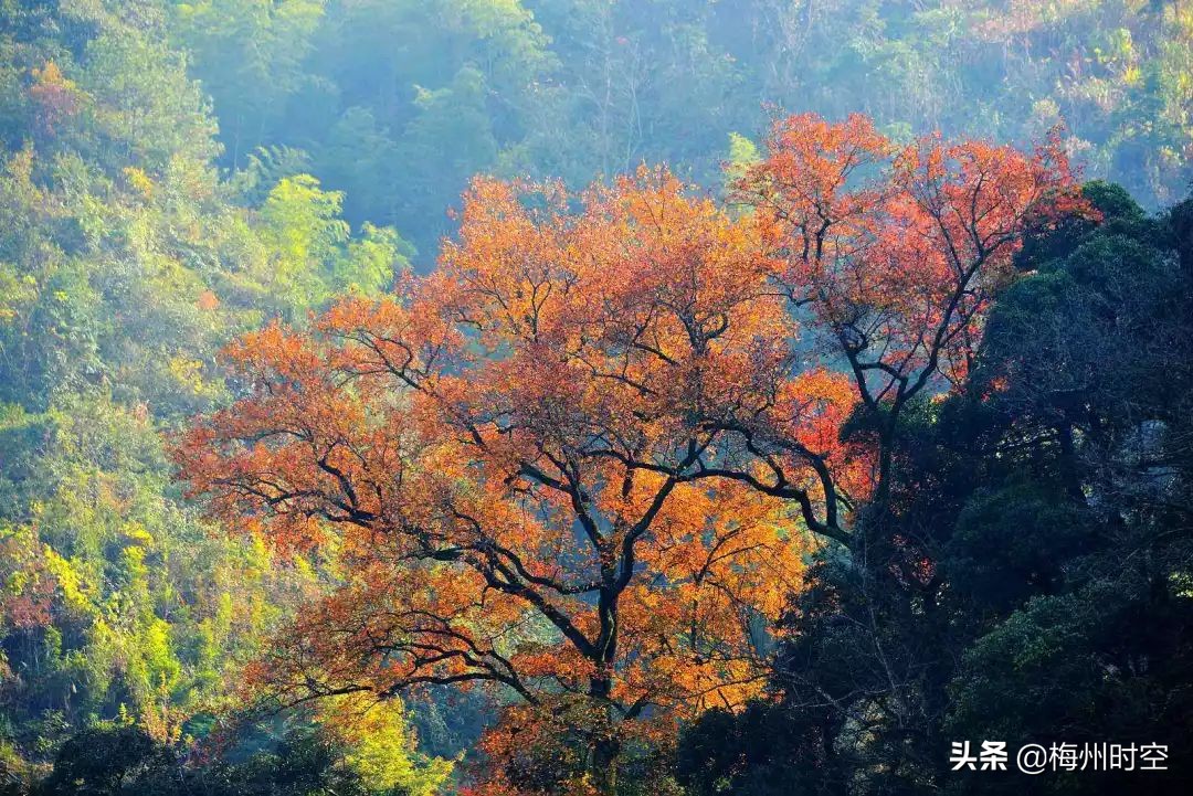 五指石梅州人免费吗,梅州五指石风景区要门票吗