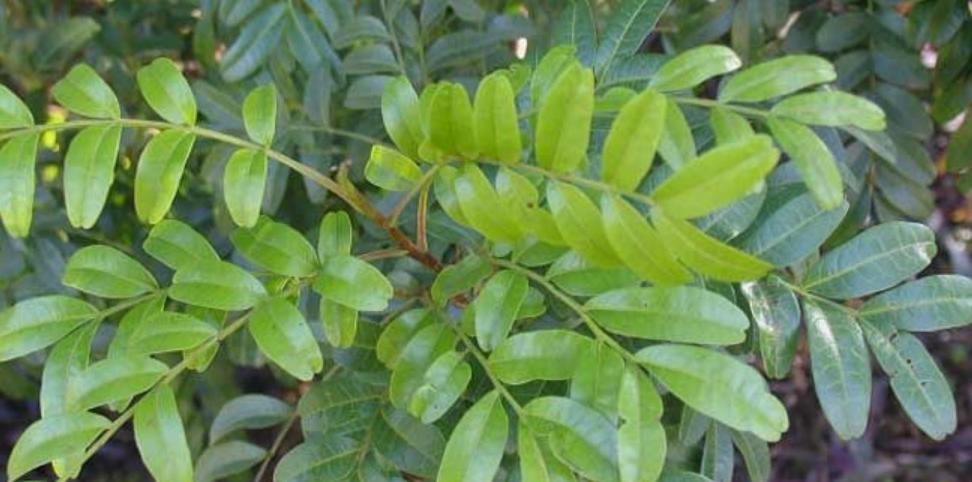 科普：清香木？胡椒木？如何区分大揭秘！十有八九你上当了