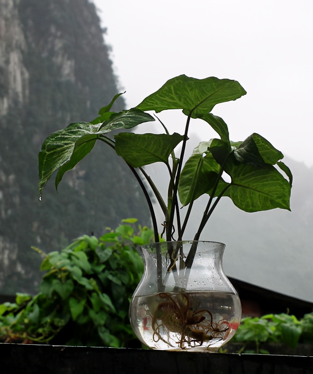 合果芋的养殖方法和注意事项,合果芋繁殖技巧后期怎么管理