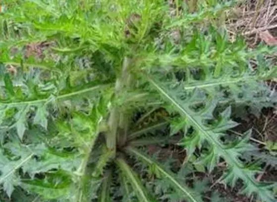 整合——28种青草药,赶快收藏备用!